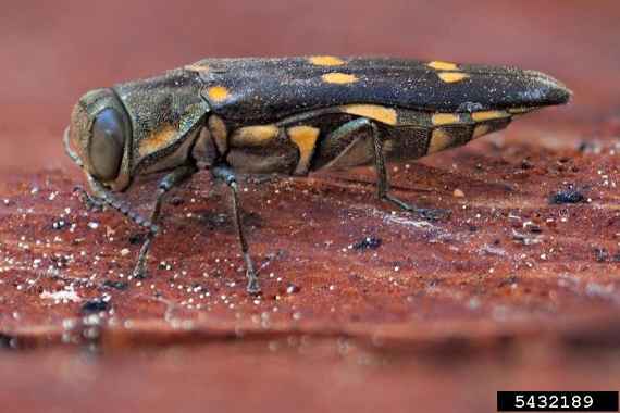 Käfer des gelbgepunkteten Eichenprachtkäfers Agrilus coxalis auroguttatus